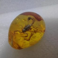 Vendora Σκορπιος Μεσα σε Απομιμηση Κεχριμπαριου -vendora shop 3ce8a6c9439053c5fcfd8deb421c3c9347c5deb7 xl