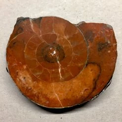 Vendora Απολίθωμα Αμμωνίτης (Ammonite Fossil)