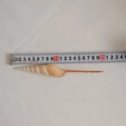 Vendora ΚΟΧΥΛΙΑ LARGE Natural Conch Shells Long Snails Dafa -vendora shop 3d82d9878135a84b2eeb24292ccdd467e848d4c7 xl