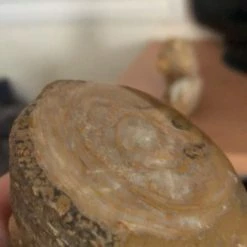 Vendora Ιππουριτης -vendora shop 3d8d68600236ae48251f72c4fb94f91af173690a xl