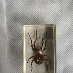 Vendora ΕΠΙΤΡΑΠΈΖΙΑ ΔΙΑΚΟΣΜΗΤΙΚΆ ΜΕ ΑΡΘΡΟΠΟΔΑ ΠΕΡΙΚΛΥΟΜΕΝΑ ΜΕ ΓΥΑΛΊ (ΠΑΚΈΤΟ 6 ΤΕΜΑΧΙΑ) -vendora shop 3f1de3bce90941f4dcff4c003bd6621cb20194ec xl