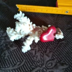 Vendora κοράλλι διακοσμητικό -vendora shop 3f1ef923e30f2e1e3c38bb28d9c8fc63aa411475 xl