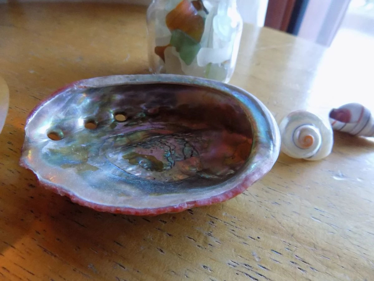 Vendora κοχυλια και διακοσμητικα θαλασσινα 4 Vendora κοχυλια και διακοσμητικα θαλασσινα - Image 2