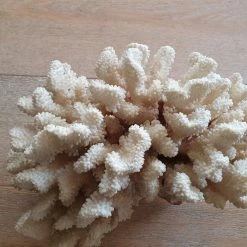 Vendora Μεγαλο φυσικο κοραλλι 5.1kg -vendora shop 3f691500b29a5fc433653d33275d077d6ef25982 xl