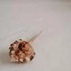 Vendora ΚΟΧΥΛΙΑ Natural Conch Shell Cony 10cm -vendora shop 400dad50f96fe3a3268d0aeccdb28638948590e0 xl