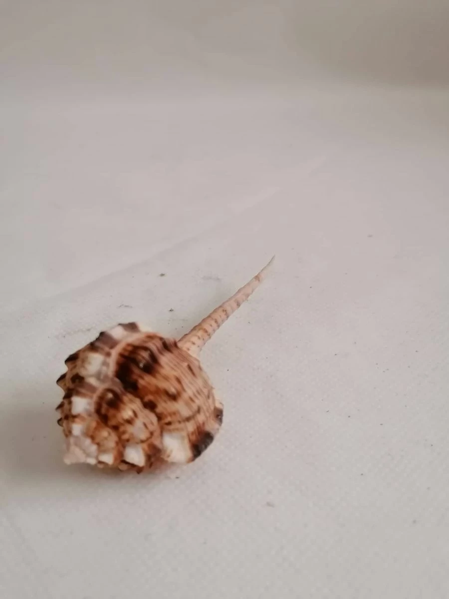 Vendora ΚΟΧΥΛΙΑ Natural Conch Shell Cony 10cm 3 Vendora ΚΟΧΥΛΙΑ Natural Conch Shell Cony 10cm