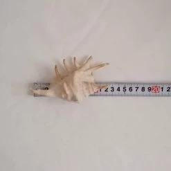 Vendora ΚΟΧΥΛΙΑ Natural Conch Shells Spider Shell 13cm -vendora shop 4160175811d965c70ea129bd8dc3058e2c1ba21b xl