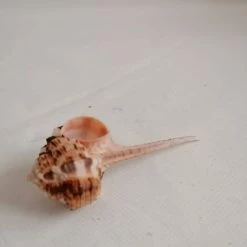 Vendora ΚΟΧΥΛΙΑ Natural Conch Shell Cony 10cm 8 Vendora ΚΟΧΥΛΙΑ Natural Conch Shell Cony 10cm -vendora shop 416570038efec6036c4cd0344231e07d2414d010 xl