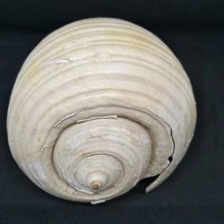 Vendora Όστρακο