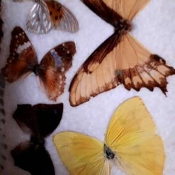 Vendora ΠΕΤΑΛΟΥΔΕΣ ΒΡΑΖΙΛΙΑΣ ΒΑΛΣΑΜΩΜΕΝΕΣ -vendora shop 41d3a9d3976466cbcada92b014b65b23ff4a7f6e xl