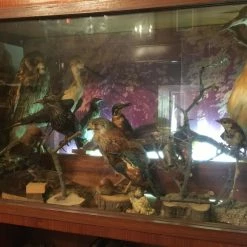 Vendora ΣΥΛΛΟΓΗ ΑΠΟ ΤΑΡΥΧΕΥΜΕΝΑ ΠΟΥΛΙΑ & ΜΙΚΡΟΖΩΑ