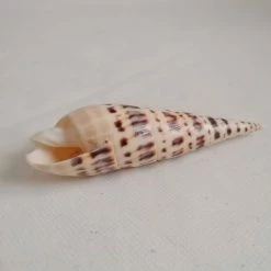 Vendora ΚΟΧΥΛΙΑ Natural Spiral Shell Craft Seashells 12cm -vendora shop 432b44c49929aadf4cd3548d2dee1c86b4ad712e xl