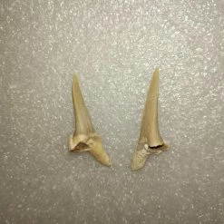 Vendora Φυσικα Δοντια Καρχαρια -vendora shop 441a2841e897efdcd1356b8b92a52f833d735cf2 xl