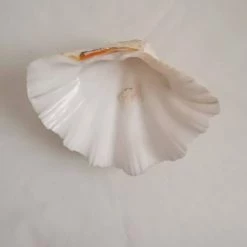 vendora shop -vendora shop 457c9215bcedc97d95067c2a0d0c911b793ff27f xl