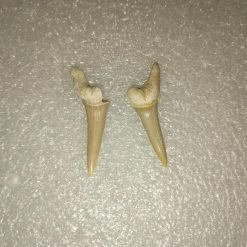 Vendora Φυσικα Δοντια Καρχαρια -vendora shop 45c376dc12de23ce3499434ba9835f6a47f2077e xl