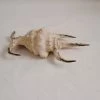 Vendora ΚΟΧΥΛΙΑ Natural Conch Shells 14,5 Cm Natural Water Conch Shells Hexagonal -vendora shop 46a2b99b58371afd2edf0b70a6b6c924c060afe5 xl