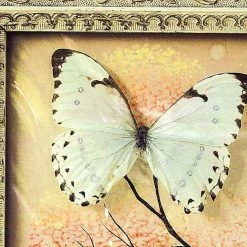 Vendora Συλλογη Πεταλουδες Βαλσαμωμενες σε καδρο του 1973 -vendora shop 46f59e878c96085e5b2c5052bc0803c17c67d4a5 xl