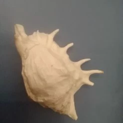 Vendora Κοχύλι θάλασσας!!! -vendora shop 4835badb0102a84ebc6c4df5bba7609adc9f278e xl