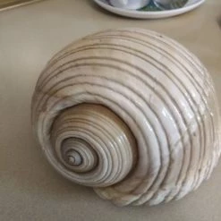 Vendora ΚΟΧΥΛΙ ΘΑΛΑΣΣΗΣ ΣΥΛΕΚΤΙΚΟ