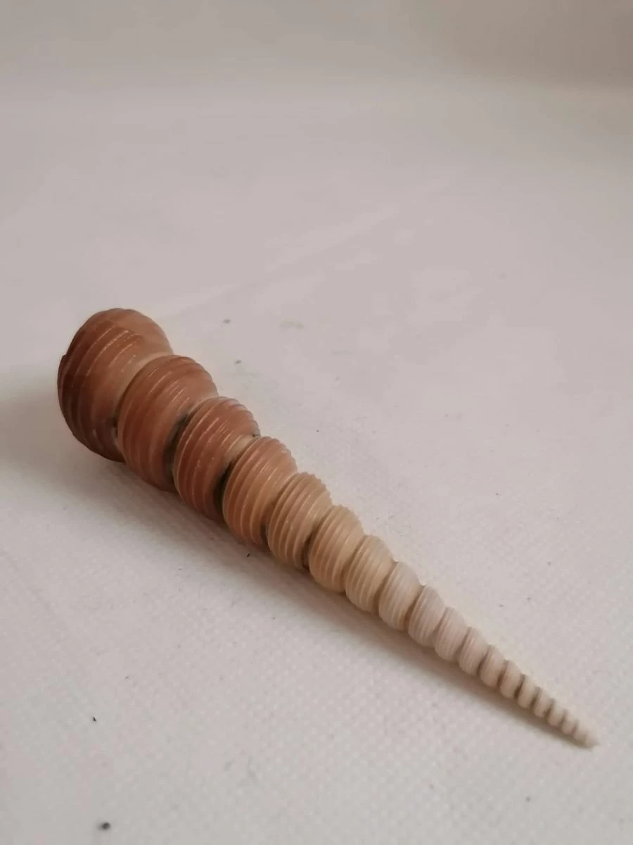 Vendora ΚΟΧΥΛΙΑ Natural Conch Shell Cony 13,5cm 6 Vendora ΚΟΧΥΛΙΑ Natural Conch Shell Cony 13,5cm - Image 4