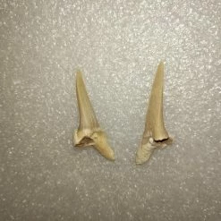 Vendora Φυσικα Δοντια Καρχαρια -vendora shop 48d582ca8f55e454f61e512d8df7abddf555ec3d xl