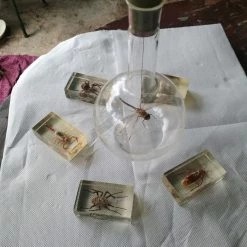 Vendora ΕΠΙΤΡΑΠΈΖΙΑ ΔΙΑΚΟΣΜΗΤΙΚΆ ΜΕ ΑΡΘΡΟΠΟΔΑ ΠΕΡΙΚΛΥΟΜΕΝΑ ΜΕ ΓΥΑΛΊ (ΠΑΚΈΤΟ 6 ΤΕΜΑΧΙΑ) -vendora shop 49592242222185b43f6773e356f95dde7922a9cb xl