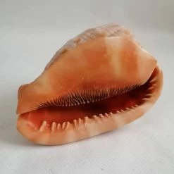 Vendora ΚΟΧΥΛΙΑ Natural Big Sea Shells Snail Wanbao Conch Helmet Shell Νο2 -vendora shop 4ae29cdd1baa8dae94d7091c76260b5e5dd5a73b xl