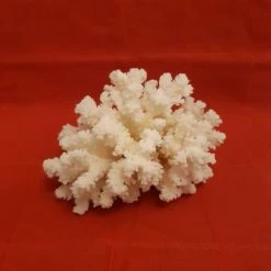 Vendora Φυσικός κοραλλιογενής ύφαλος.Διαστάσεις:17χ13 εκ -vendora shop 4bf31377dae3de19df04082969345b2f88519e9b xl