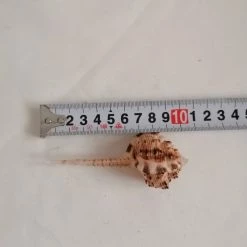 Vendora ΚΟΧΥΛΙΑ Natural Conch Shell Cony 10cm 9 Vendora ΚΟΧΥΛΙΑ Natural Conch Shell Cony 10cm -vendora shop 4d9b1440034428f4fe1341727e03bccf65a53033 xl