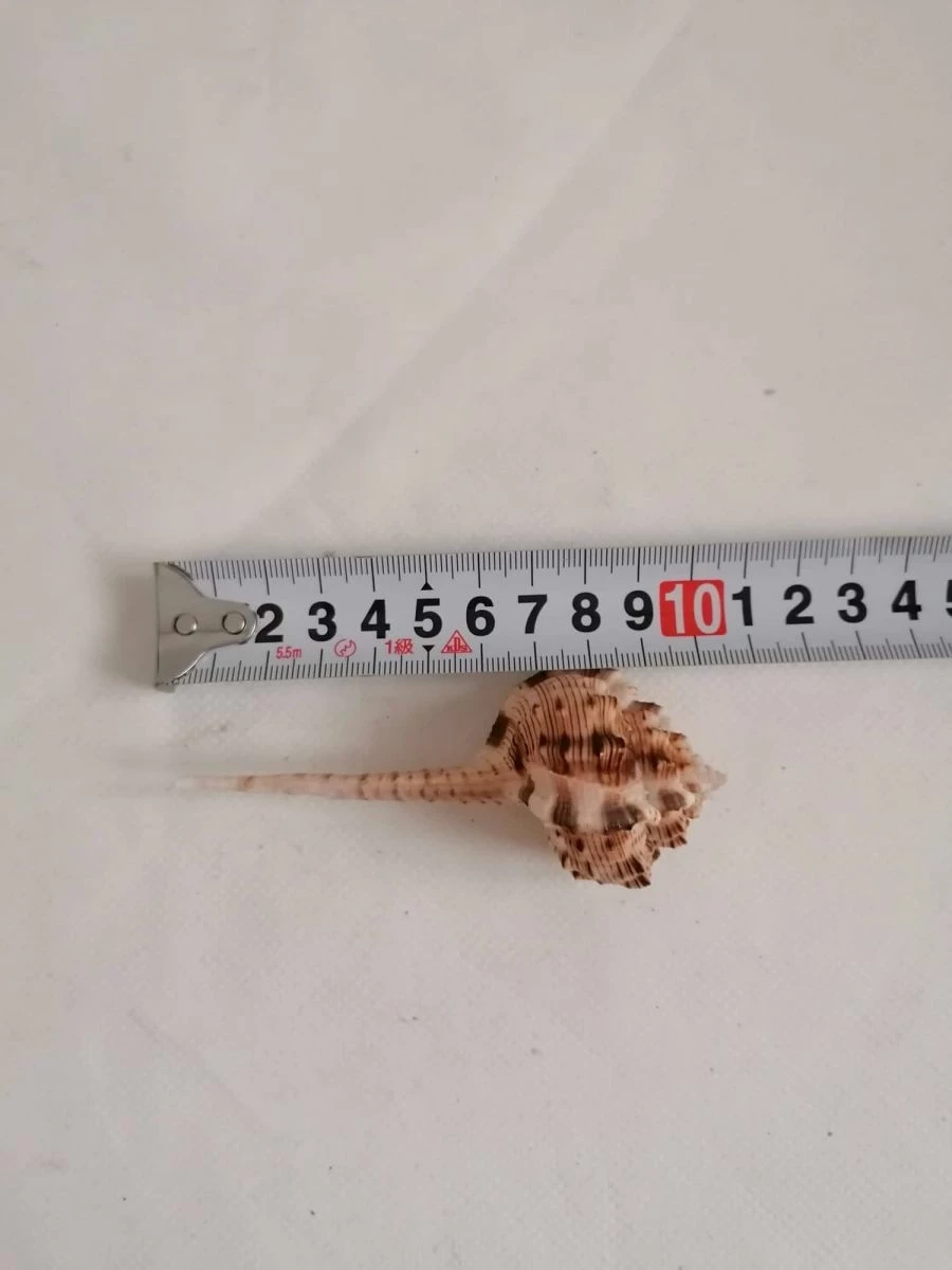 Vendora ΚΟΧΥΛΙΑ Natural Conch Shell Cony 10cm 6 Vendora ΚΟΧΥΛΙΑ Natural Conch Shell Cony 10cm - Image 4