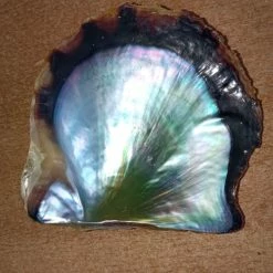 Vendora Φανταχτερά στρείδια -vendora shop 4d9c94e15aedf1161d61f91cc4ae073fbbe8ecb1 xl