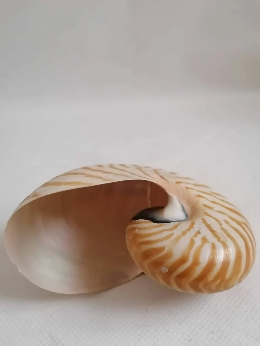 Vendora ΚΟΧΥΛΙΑ Sea Shell Fossil Snail Orange White 11cm 5 Vendora ΚΟΧΥΛΙΑ Sea Shell Fossil Snail Orange White 11cm - Image 3
