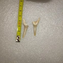 Vendora Φυσικα Δοντια Καρχαρια -vendora shop 4fffe12a9bf8910f2aa1382c3f8c0f0994b7376a xl