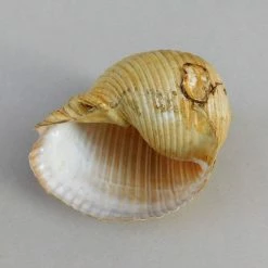 Vendora Θαλασσιο Σαλιγκαρι "Tonna Galea". -vendora shop 50e2576917405b0db154c69f41054fcd1c7d05e5 xl