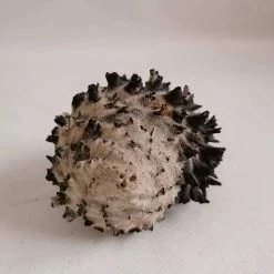 Vendora ΚΟΧΥΛΙΑ Murex Black Spiral Sea Shells Size 10cm Natural -vendora shop 51c2113474982cbeefa4ff0ecec92b6af133ec4b xl