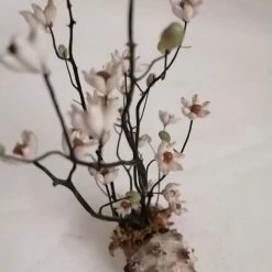 Vendora ΚΟΧΥΛΙΑ Handmade Creation Decor Of Natural Sea Shells Aprox 17cm 9 Vendora ΚΟΧΥΛΙΑ Handmade Creation Decor Of Natural Sea Shells Aprox 17cm -vendora shop 51cd4e70f396286074433f9c79e8a897ba6a666a xl