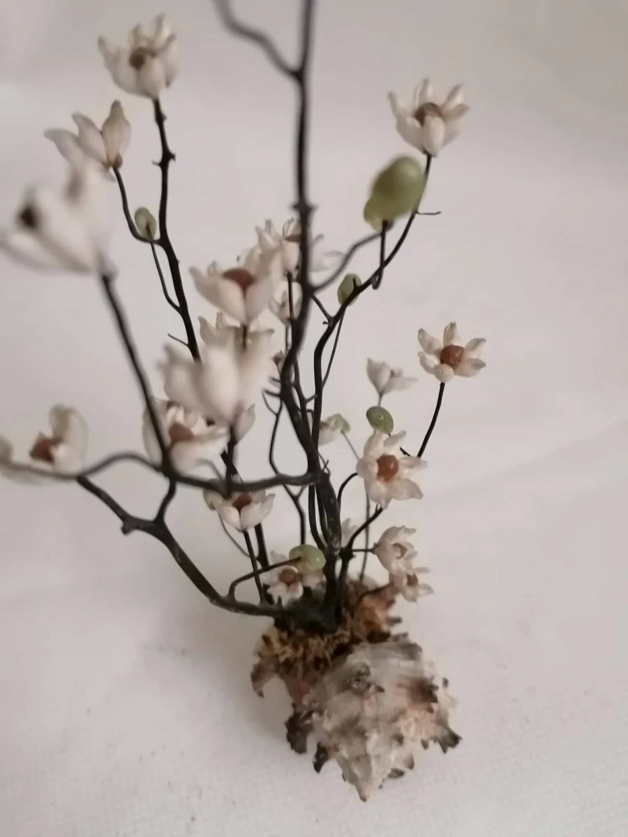 Vendora ΚΟΧΥΛΙΑ Handmade Creation Decor Of Natural Sea Shells Aprox 17cm 5 Vendora ΚΟΧΥΛΙΑ Handmade Creation Decor Of Natural Sea Shells Aprox 17cm - Image 3