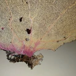 Vendora Φυσικό γνήσιο κοράλλι. 16 Vendora Φυσικό γνήσιο κοράλλι. -vendora shop 52a2b21688c5d33a20a453f0606ce868cec1c4de xl