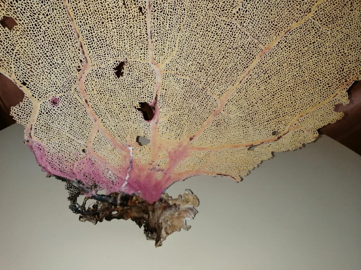 Vendora Φυσικό γνήσιο κοράλλι. 5 Vendora Φυσικό γνήσιο κοράλλι. - Image 3