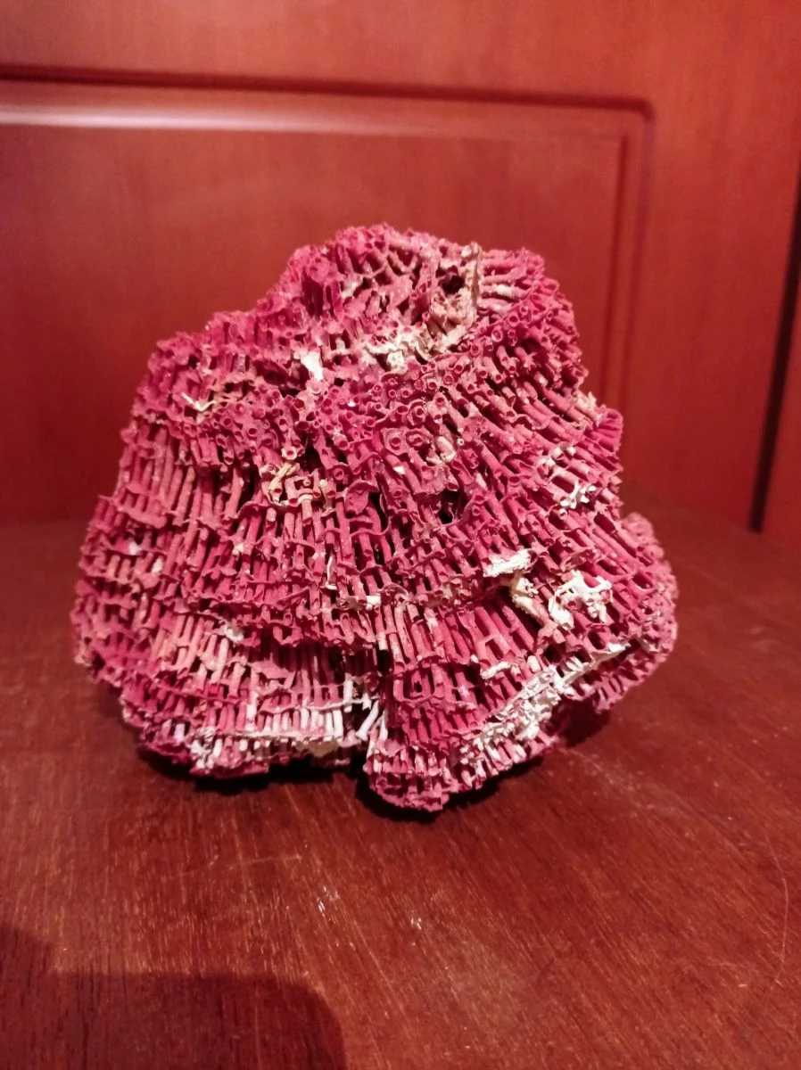 Vendora ΛΙΘΟΣ ΟΡΥΚΤΟ ΕΡΥΘΡΟΧΡΟΥΣ ΚΟΡΑΛΟΕΙΔΗΣ ΒΑΡΟΥΣ 243 ΓΡΑΜΑΡΙΩΝ 3 Vendora ΛΙΘΟΣ ΟΡΥΚΤΟ ΕΡΥΘΡΟΧΡΟΥΣ ΚΟΡΑΛΟΕΙΔΗΣ ΒΑΡΟΥΣ 243 ΓΡΑΜΑΡΙΩΝ