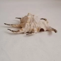 Vendora ΚΟΧΥΛΙΑ Natural Conch Shells 14,5 Cm Natural Water Conch Shells Hexagonal -vendora shop 530afb48fd34489b339f71d9cf2435639177ba38 xl