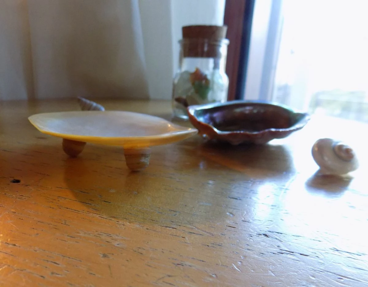 Vendora κοχυλια και διακοσμητικα θαλασσινα 8 Vendora κοχυλια και διακοσμητικα θαλασσινα - Image 6