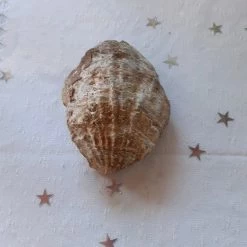 Vendora απολιθωμενο οστρακο