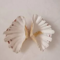 Vendora ΚΟΧΥΛΙΑ Marine Sea Decor 18cm Giant Clam Tridacna Big Conch Natural Craft Ornaments 14 Vendora ΚΟΧΥΛΙΑ Marine Sea Decor 18cm Giant Clam Tridacna Big Conch Natural Craft Ornaments -vendora shop 53e85502264a30c87e509656e1c43ffa828eb93d xl