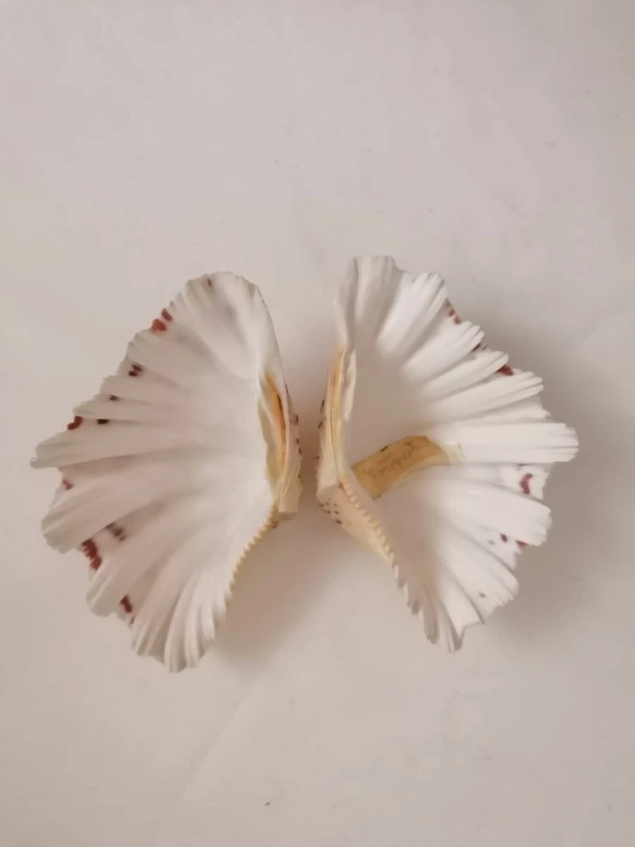 Vendora ΚΟΧΥΛΙΑ Marine Sea Decor 18cm Giant Clam Tridacna Big Conch Natural Craft Ornaments 8 Vendora ΚΟΧΥΛΙΑ Marine Sea Decor 18cm Giant Clam Tridacna Big Conch Natural Craft Ornaments - Image 6