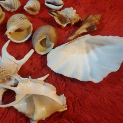 Vendora ΔΙΑΦΟΡΑ ΚΟΧΥΛΙΑ ΓΙΑ ΔΙΑΚΟΣΜΗΣΗ -vendora shop 5574a64051ee0b2d4456fd74a0d1e23df22ce937 xl