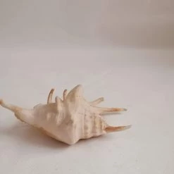 Vendora ΚΟΧΥΛΙΑ Natural Conch Shells Spider Shell 13cm -vendora shop 56650b35b4051b61a8331eea986722619d7f68e9 xl