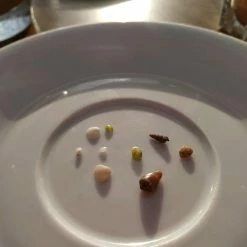 Vendora Κοχύλια Mini αυθεντικά Χαλκιδικής -vendora shop 56b6cf9423358bb29702f43a0402cc32367f422d xl