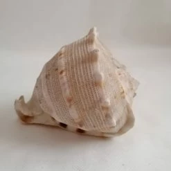 Vendora ΚΟΧΥΛΙΑ Natural Big Sea Shells Snail Wanbao Conch Helmet Shell 12 Vendora ΚΟΧΥΛΙΑ Natural Big Sea Shells Snail Wanbao Conch Helmet Shell -vendora shop 56fad66af6d7060e45e7777df2ec4c1d95d44833 xl