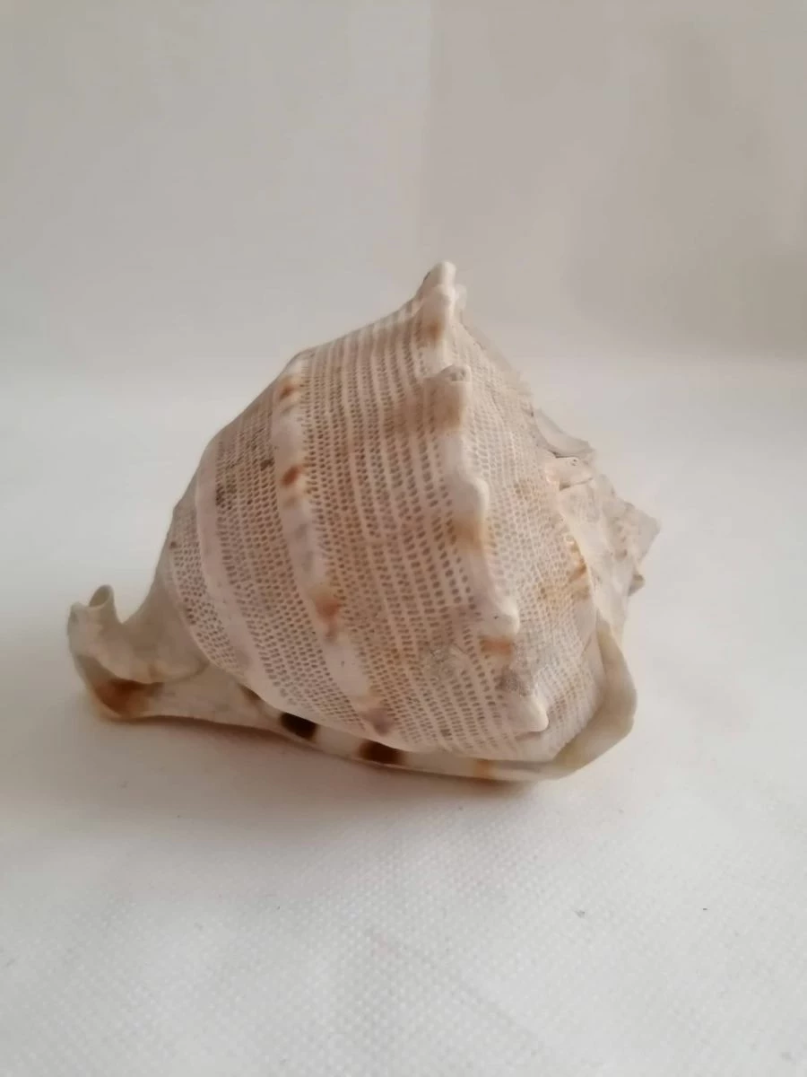 Vendora ΚΟΧΥΛΙΑ Natural Big Sea Shells Snail Wanbao Conch Helmet Shell 6 Vendora ΚΟΧΥΛΙΑ Natural Big Sea Shells Snail Wanbao Conch Helmet Shell - Image 4